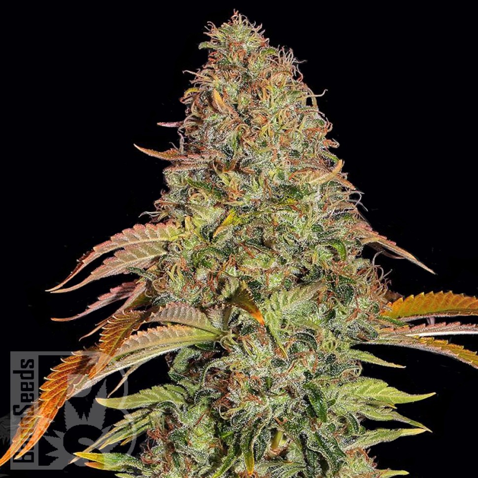 Семена марихуаны  Auto Zkittlez OG feminised Ganja Seeds