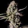 Семена марихуаны  Auto Zkittlez OG feminised Ganja Seeds