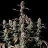 Семена марихуаны  Auto Zkittlez OG feminised Ganja Seeds