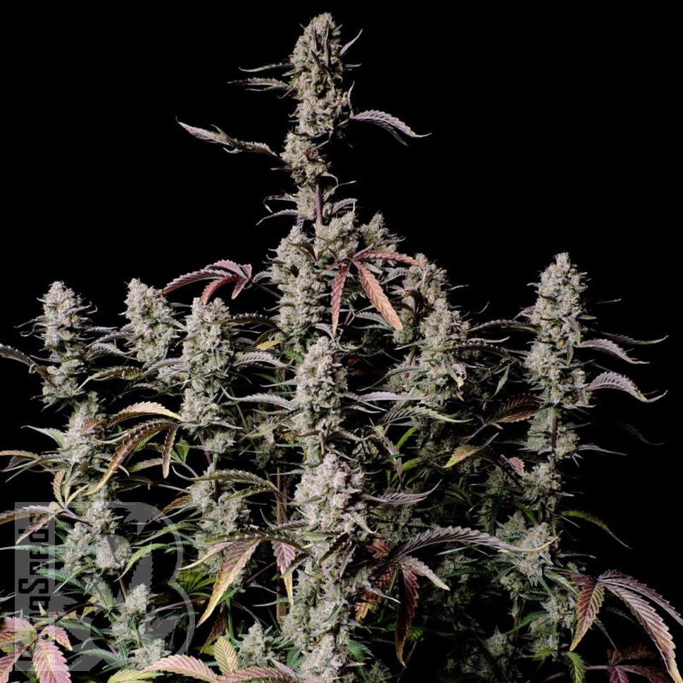 Семена марихуаны  Auto Zkittlez OG feminised Ganja Seeds