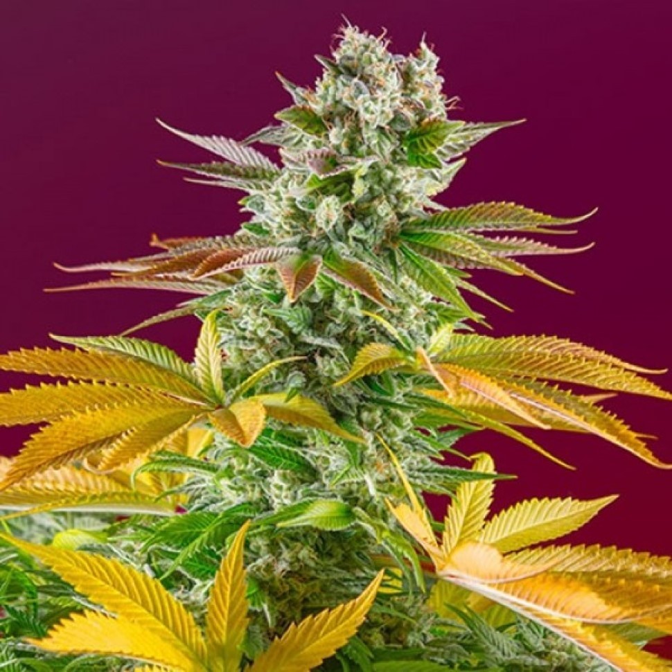 Семена каннабиса  Gorilla Girl feminised Fast Version Ganja Seeds