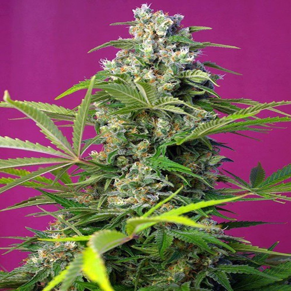 Качественные и дешёвые семенаGorilla Girl feminised Ganja Seeds Fast Version