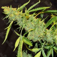 Auto Northern Lights x AK feminised Ganja Seeds