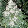 Семена марихуаны  Amnesia Lemon feminised Ganja Seeds