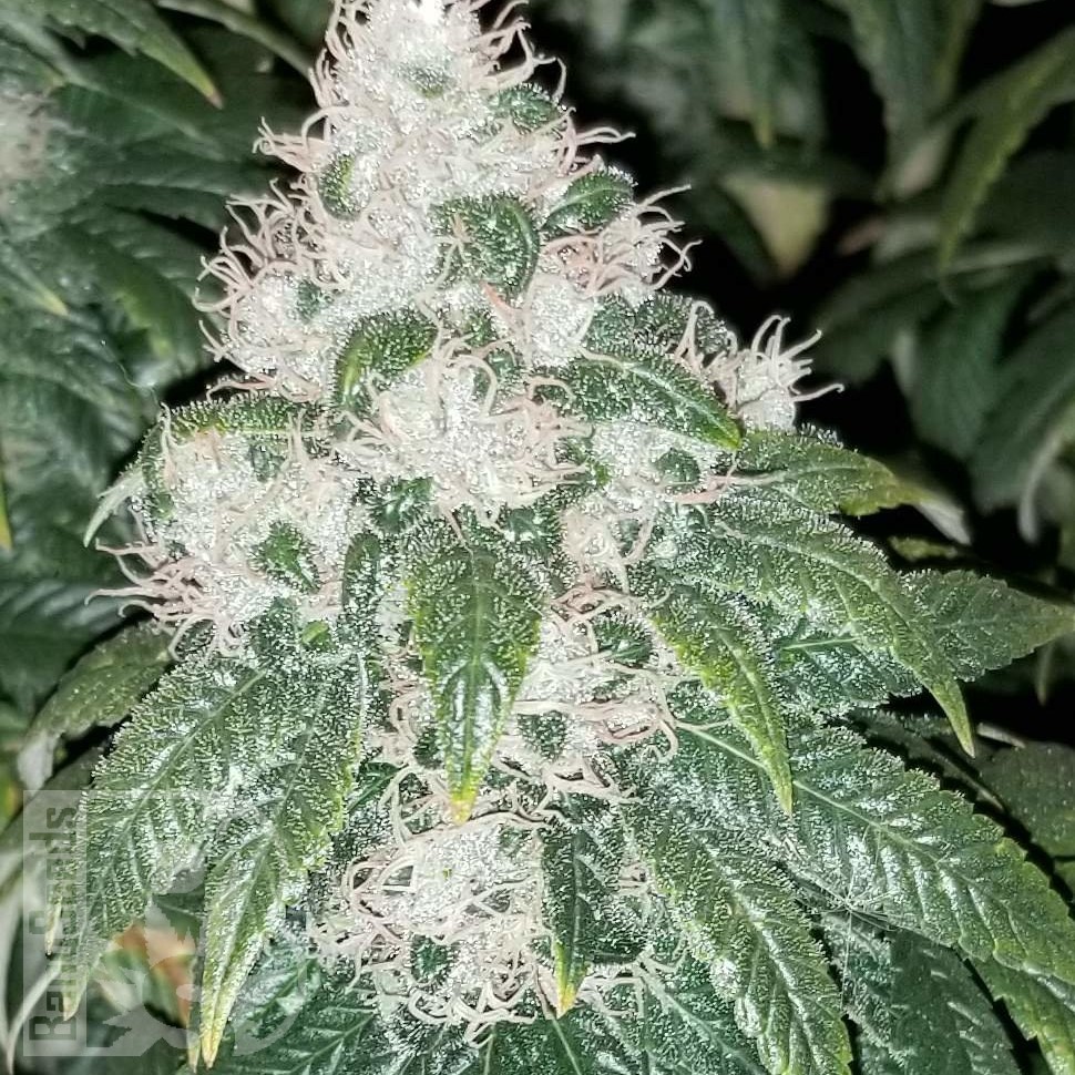 Семена марихуаны  Amnesia Lemon feminised Ganja Seeds