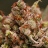 Семена марихуаны  Amnesia Lemon feminised Ganja Seeds