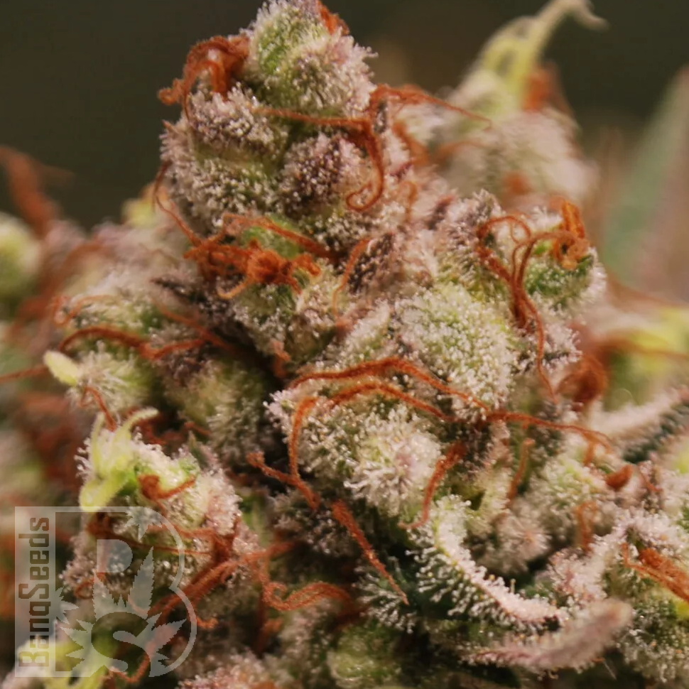 Семена марихуаны  Amnesia Lemon feminised Ganja Seeds