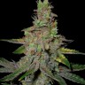 Семена конопли  Auto Talas feminised Bang Seeds