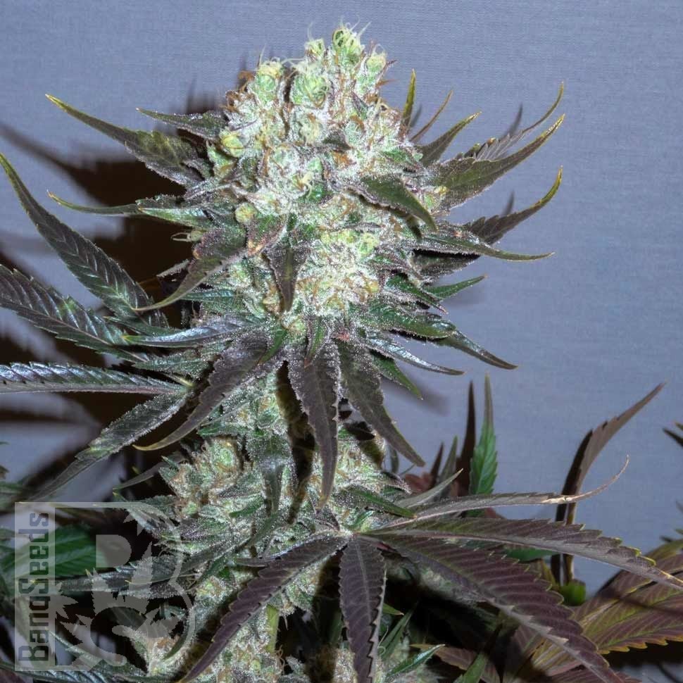 Семена конопли  Auto Talas feminised Bang Seeds