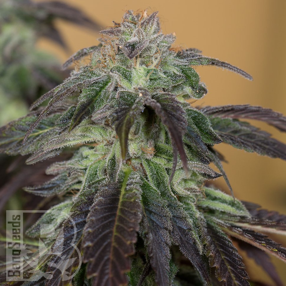 Семена конопли  Auto Talas feminised Bang Seeds
