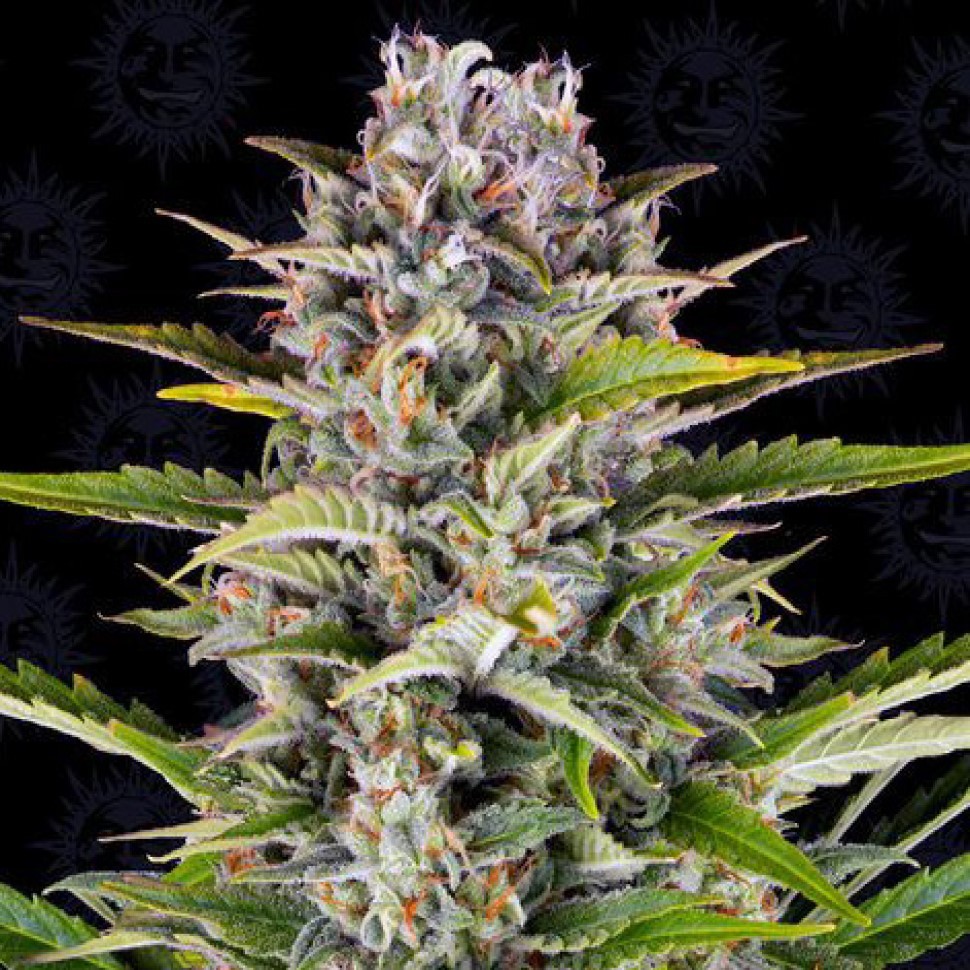 Выбирай лучшее в интернете Gorilla Zkittlez feminised 