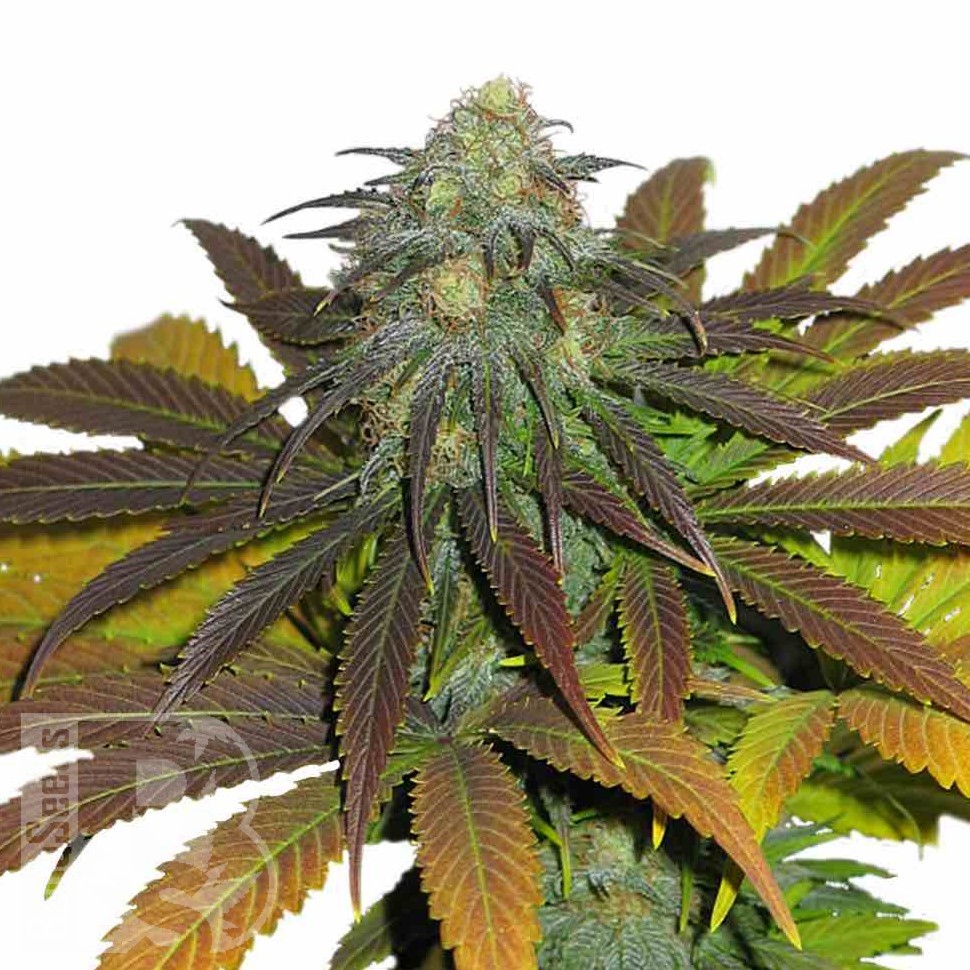 Семена  Powerful regular Ganja Seeds