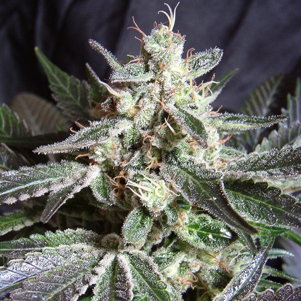 Семена марихуаны  Black Jack feminised Ganja Seeds
