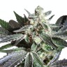 Семена марихуаны  Black Jack feminised Ganja Seeds