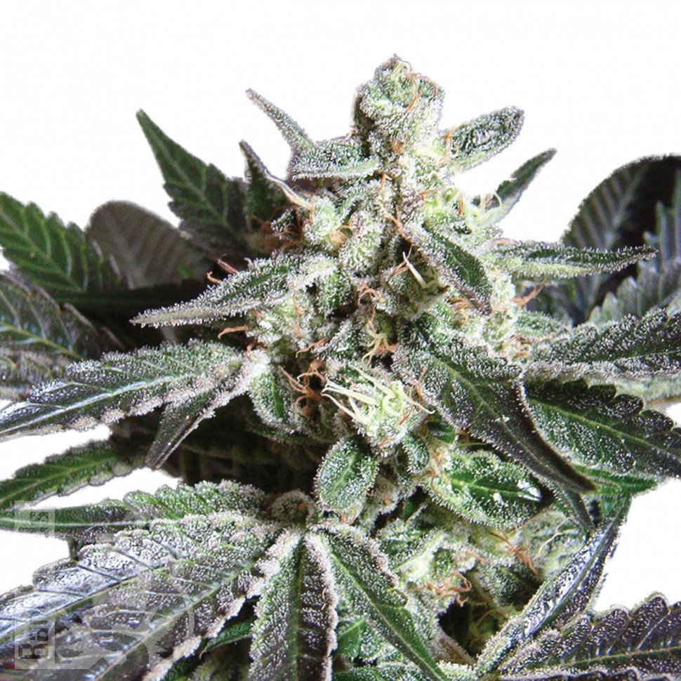 Семена марихуаны  Black Jack feminised Ganja Seeds