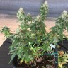 купить семена конопли в Украине Auto Pineapple feminised
