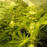 купить урожайные семена конопли Auto Pineapple feminised
