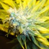 купить качественные семена конопли Auto Pineapple feminised