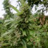 купить семена конопли автоцвет Auto Pineapple feminised