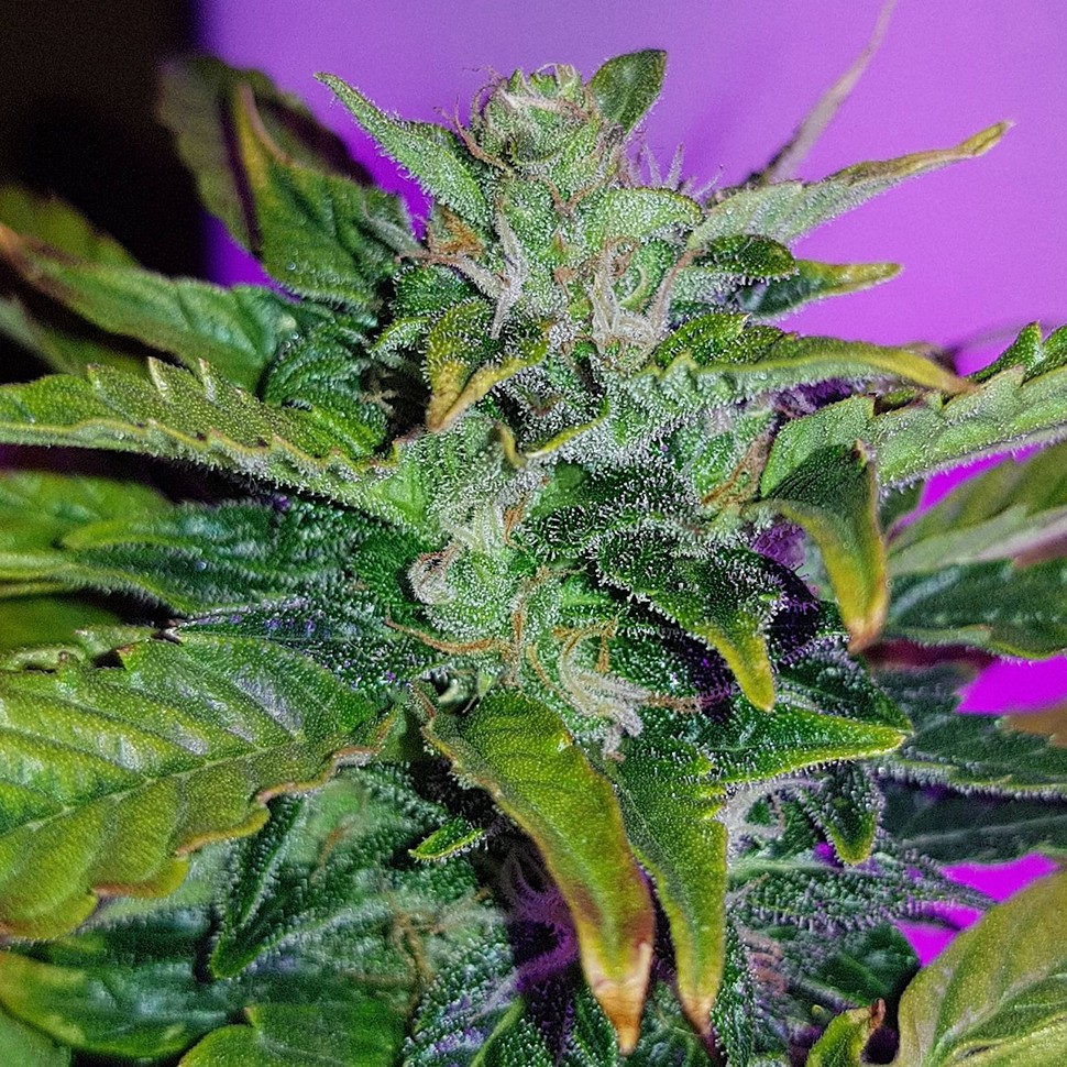 купить семена конопли дешево Auto Pineapple feminised