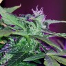 купить семена конопли Киев Auto Pineapple feminised