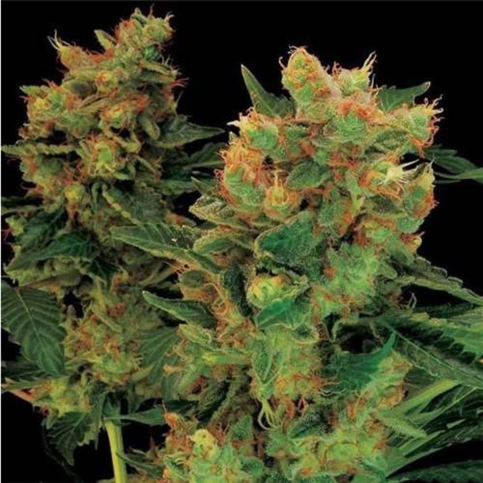 Семена каннабиса  Hash Plant feminised Ganja Seeds