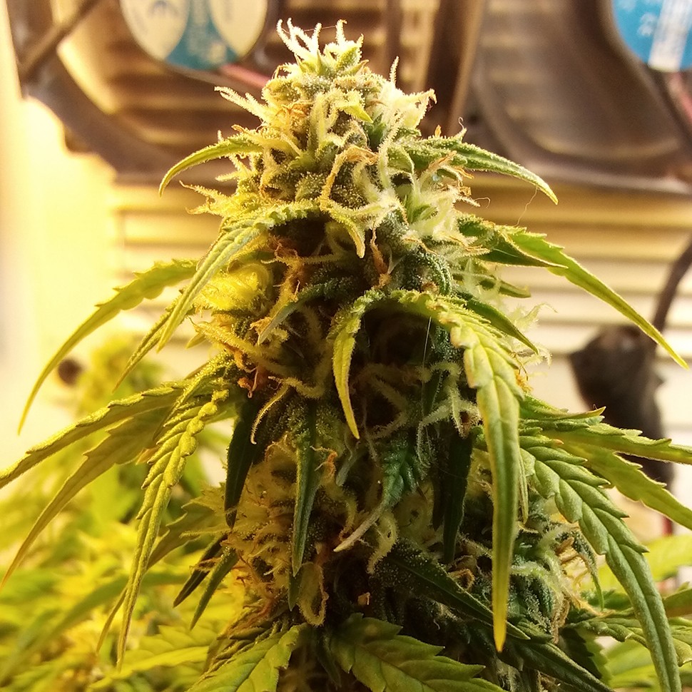 купить мощные семена конопли Auto Jet 47 regular