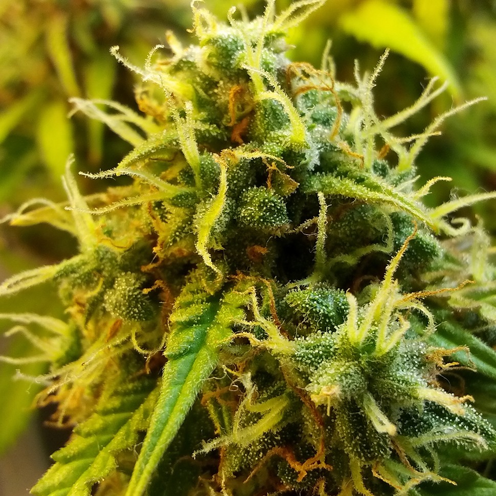 купить семена конопли дешево Auto Jet 47 regular