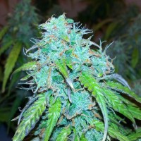 Auto Jet 47 regular Ganja Seeds