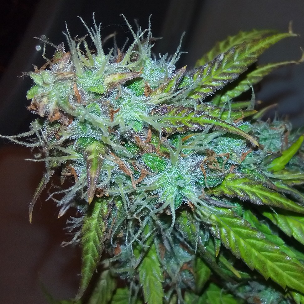 купить семена конопли аутдор Auto Jet 47 regular