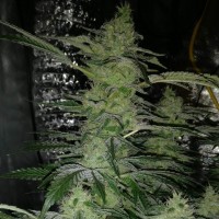 Nirvana regular Ganja Seeds