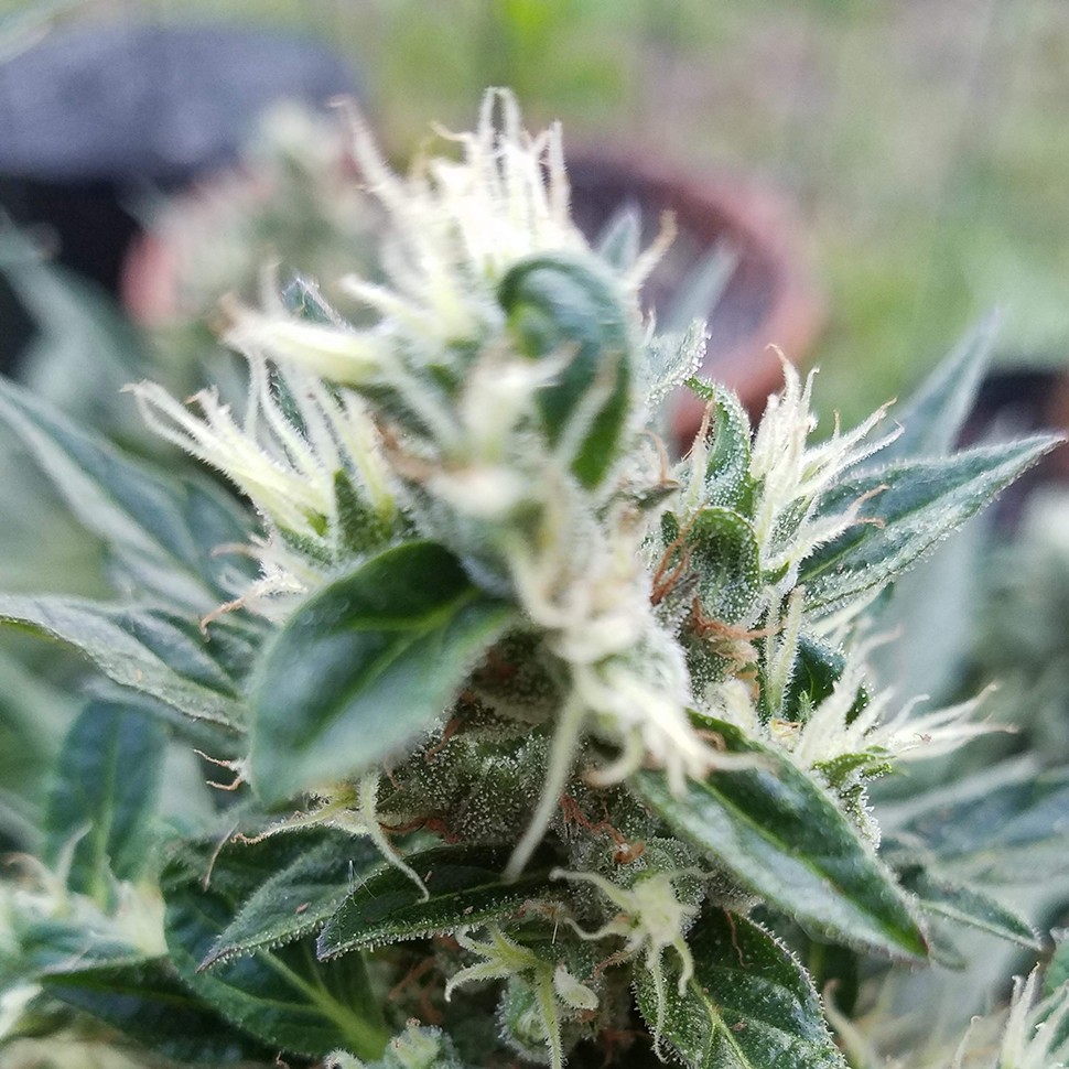 Семена марихуаны  Auto Afghani regular Ganja Seeds