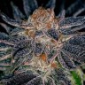 Семена марихуаны  Auto Talkan feminised Bang Seeds