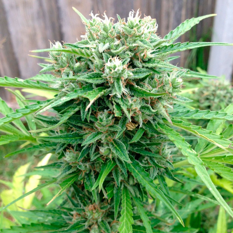 Семена  Auto Somango regular Ganja Seeds