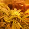 купить семена сортовой конопли Auto Somango regular