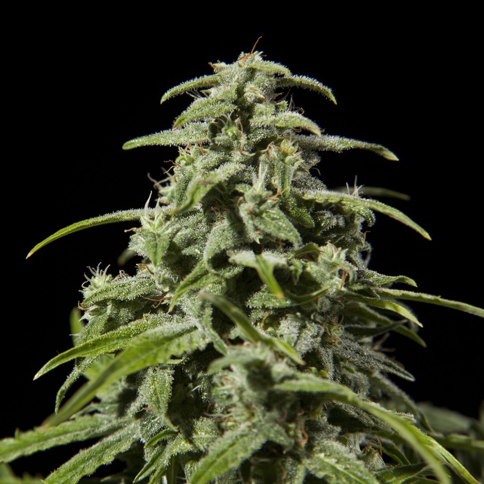 Семена ганжа  Early Skunk x AK feminised Ganja Seeds