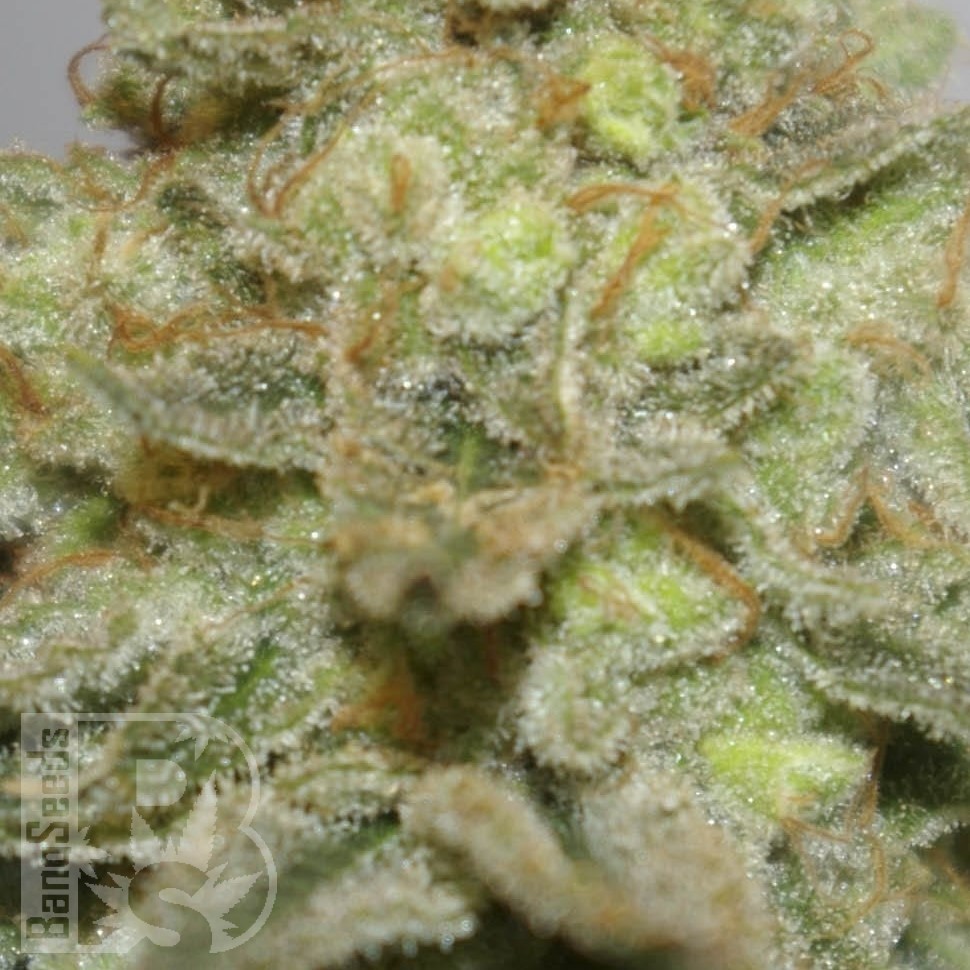 Семена ганжа  Early Skunk x AK feminised Ganja Seeds