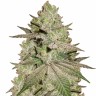 Семена ганжа  Early Skunk x AK feminised Ganja Seeds