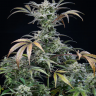 Семена  Auto Tengiz feminised Bang Seeds