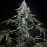 Семена  Auto Tengiz feminised Bang Seeds