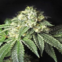 Pablo Escobar feminised Ganja Seeds