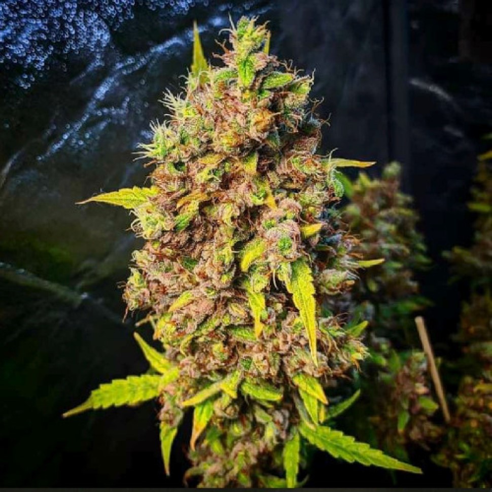 Лучший выбор семян в интернете Pablo Escobar feminised Ganja See