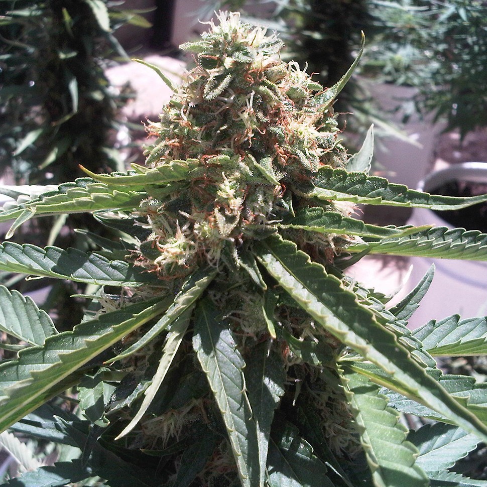 Семена ганжа  Passion #1 feminised Ganja Seeds