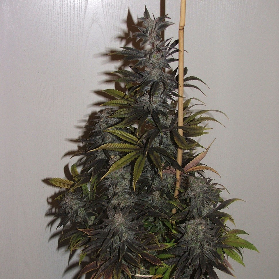 Семена конопли  Auto Tobol feminised Bang Seeds