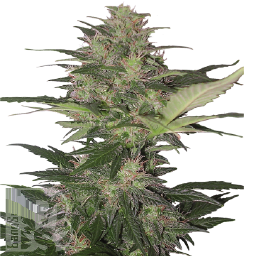 Семена конопли  Auto Red Dwarf feminised Ganja Seeds