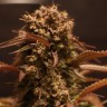 Семена конопли  Auto Red Dwarf feminised Ganja Seeds