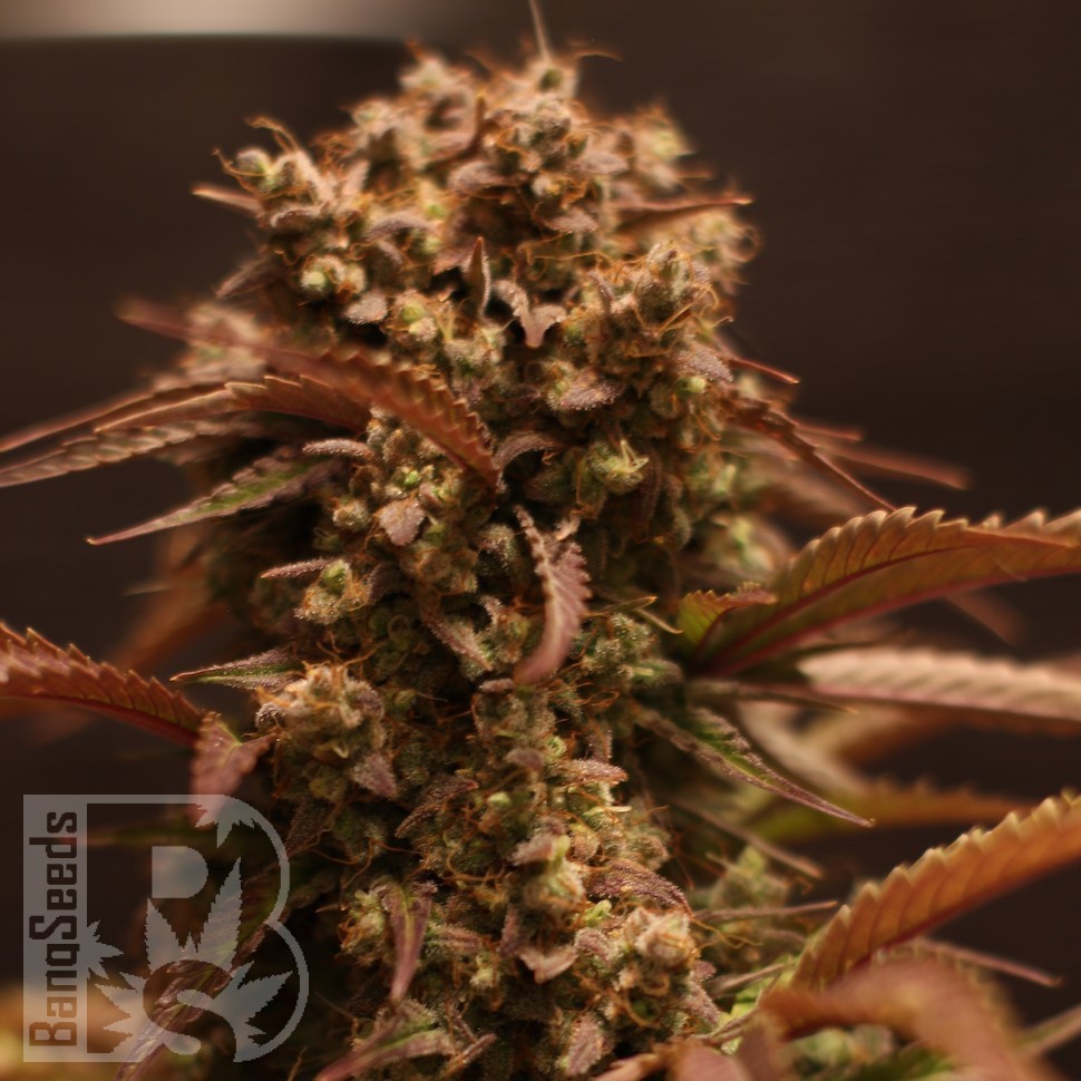 Семена конопли  Auto Red Dwarf feminised Ganja Seeds