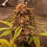 Семена конопли  Auto Red Dwarf feminised Ganja Seeds
