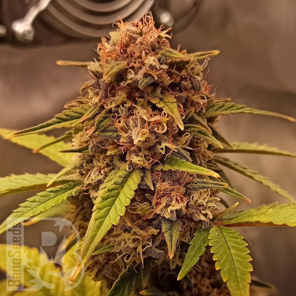 Семена конопли  Auto Red Dwarf feminised Ganja Seeds