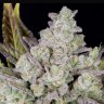 Семена  Auto Gorilla Cookies feminised Ganja Seeds